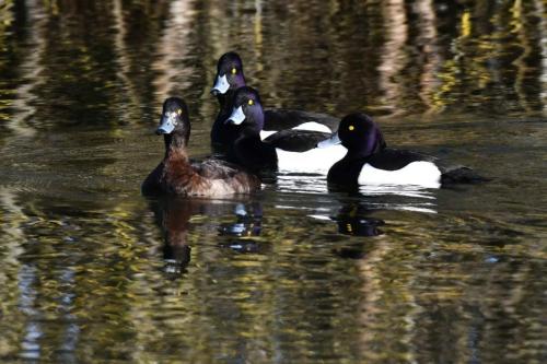 Fuligules morillons