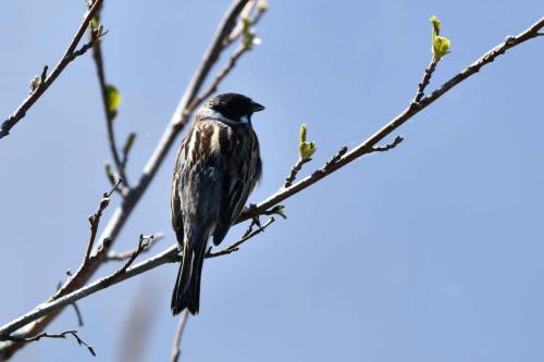 Bruant des roseaux