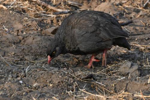 Francolin à bec rouge