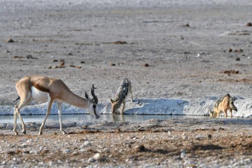 Chacal à dos noir et Springboks du Kalahari