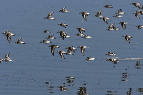 Bécasseaux sanderlings