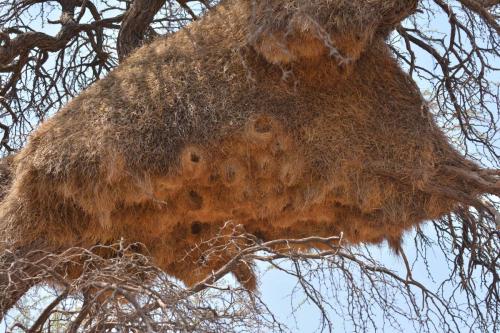 Nid de républicains sociaux