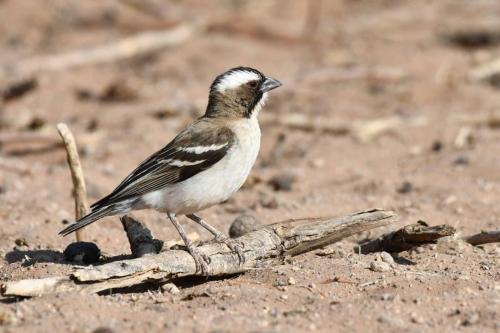 Mahali à sourcils blancs