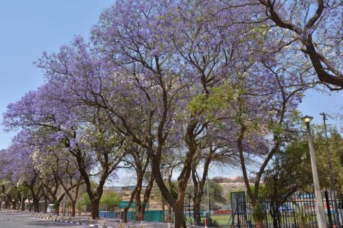Jardin du parlement Namibien