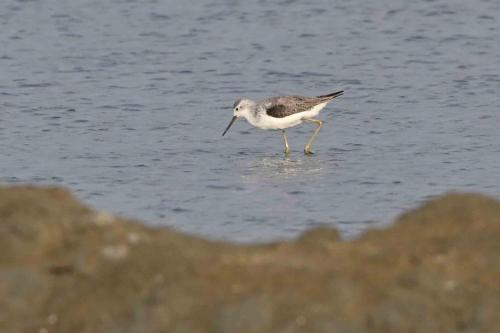 Chevalier stagnatile