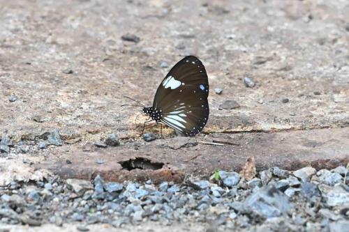 Euploea radamanthus