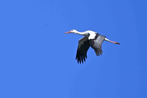 Cigogne blanche