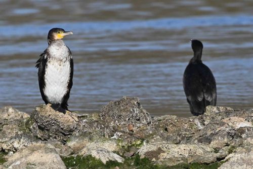 Grands cormorans