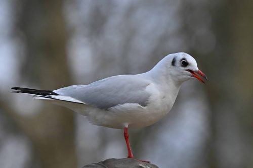 Mouette rieuse