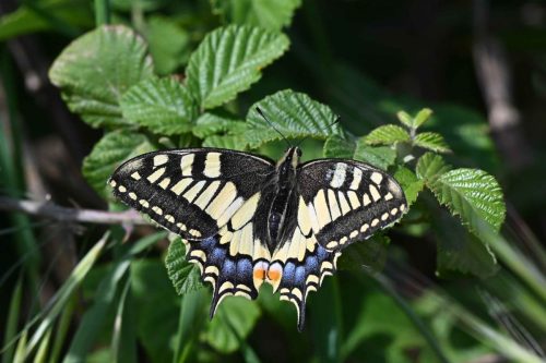 Machaon