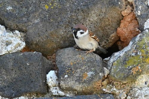 Moineau friquet