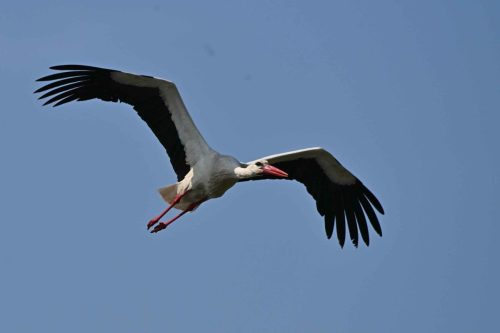 Cigogne blanche