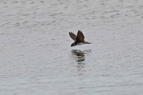 Hirondelle de rivage