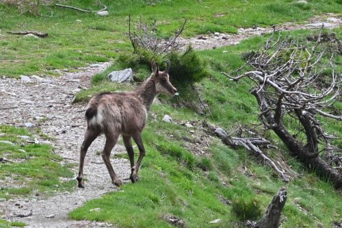 Isard