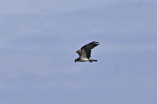 Balbuzard pêcheur