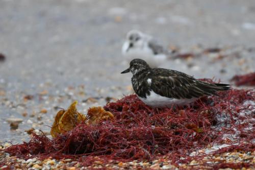 Tournepierre à collier