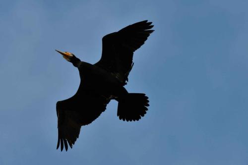 Grand cormoran