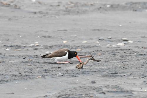 Huîtrier d'Amérique