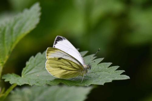 Piéride du navet (Pieris napi)