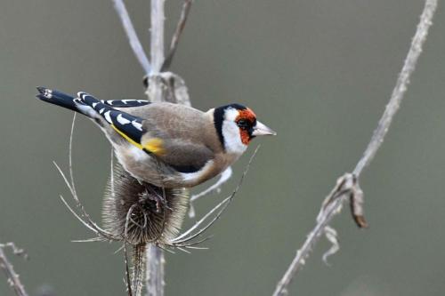 Chardonneret élégant