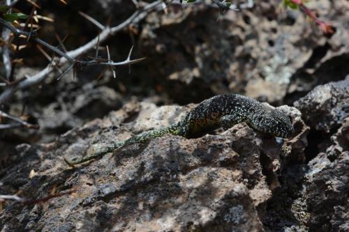Lézard de Magellan