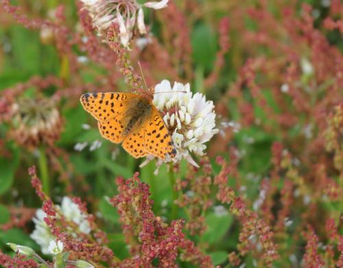 Yramea Fritillary - Mariposa Pintada