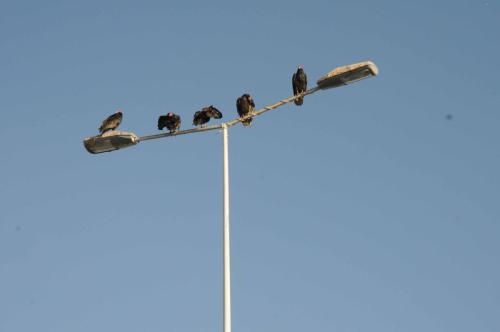 Urubus sur les lampadaires 
