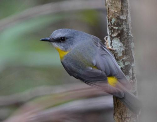 Miro à poitrine jaune
