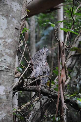 Podarge gris (oiseau similaire à l'Ibijau vu au Brésil)