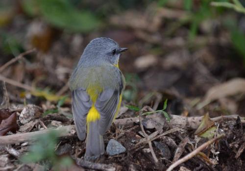 Miro à poitrine jaune