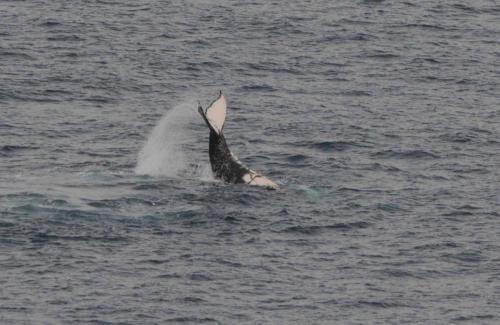 Humpback Whale (Baleine mégaptère)