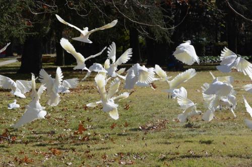Envol de Cacatoès à huppe jaune