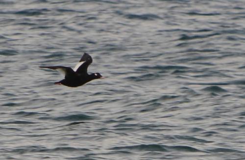 Macreuse à ailes blanches (Male)