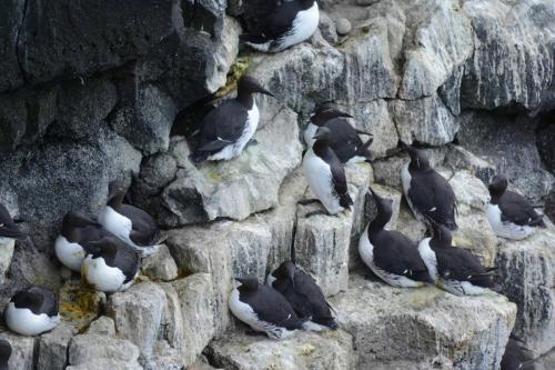 Guillemots de troïl