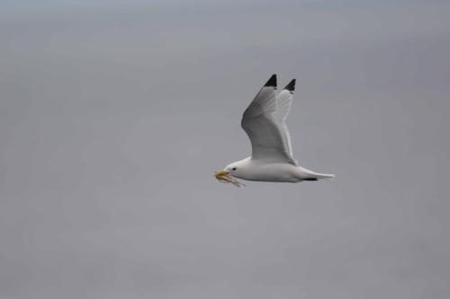 Mouette tridactyle