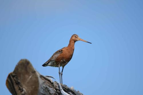 Barge à queue noire