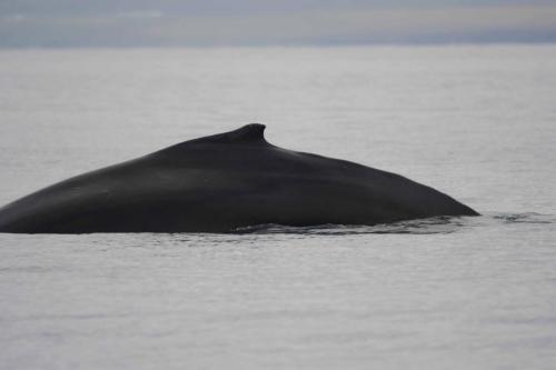Baleine à bosse