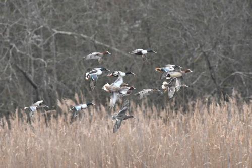 Canards souchets et siffleurs