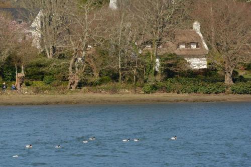 Tadornes de Belon, Anse de Penfoulic