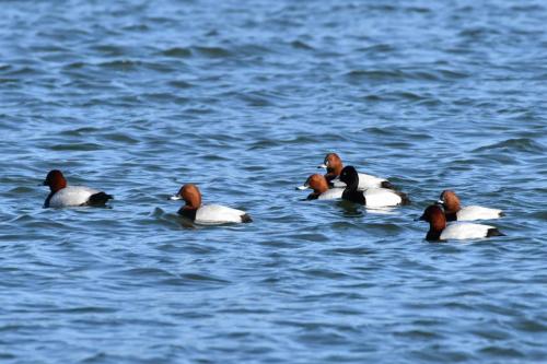 Fuligules milouins et un fuligule à tête noire
