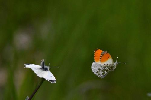 L'Aurore (Anthocharis cardamines)