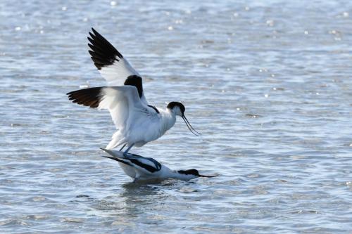 Avocettes élégantes