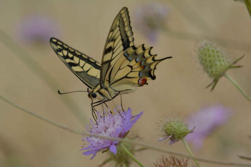 Machaon (Papilio machaon)