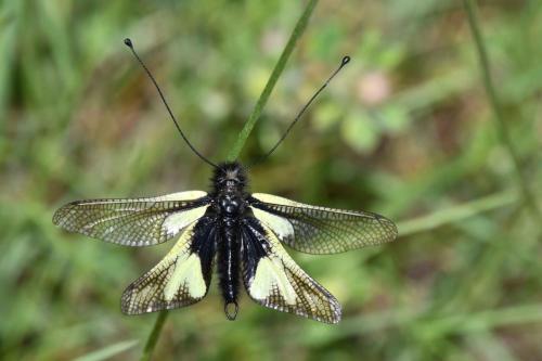 Ascalaphe souffré (Libelloides coccajus) mâle