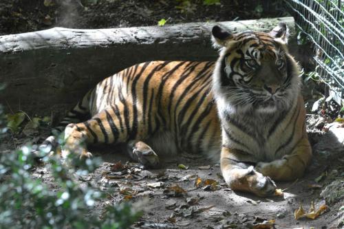 Tigre