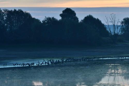 Grues cendrées sur le lac du Der