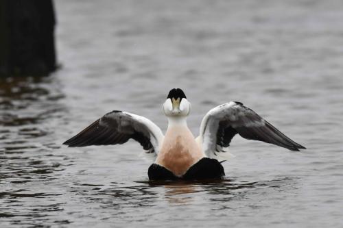 Eider à duvet