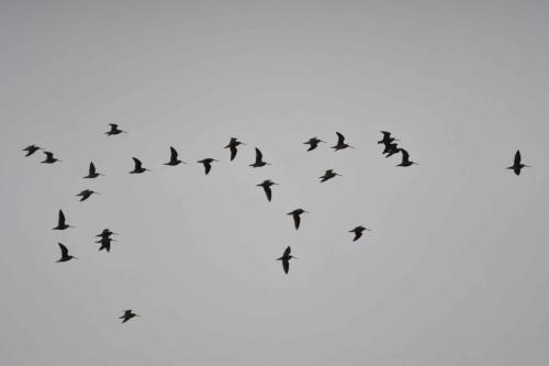 Bécassines des marais