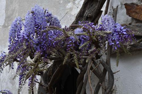 Glycine