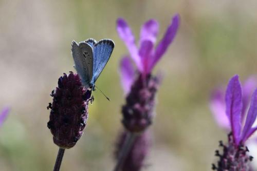 Azuré de la badasse